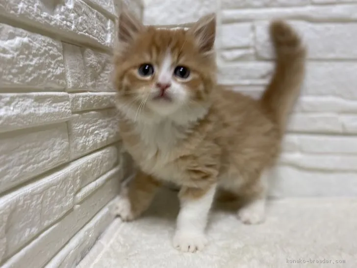 しおり 様のお迎えした子猫