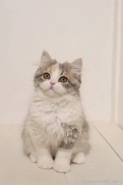 ID:2104-01570の子猫