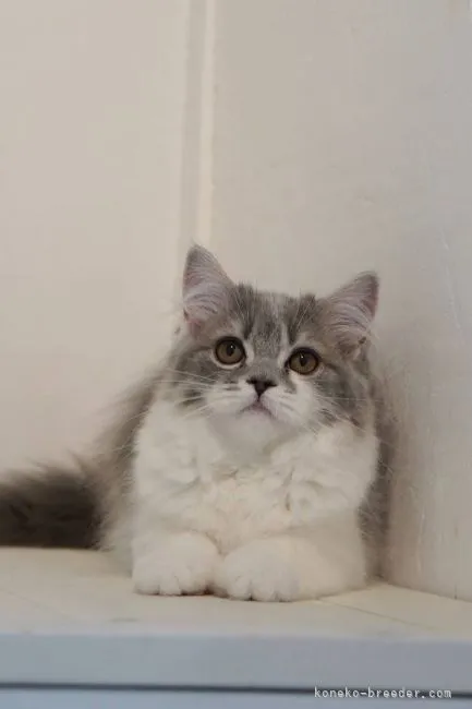 ID:2201-00703の子猫
