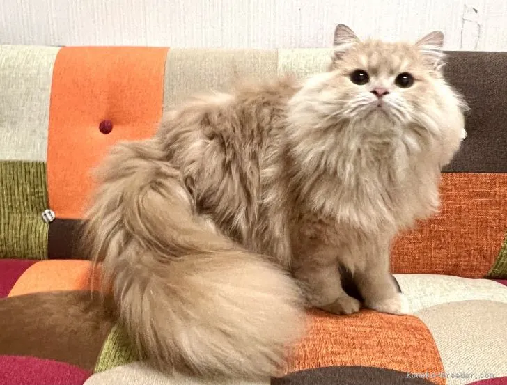 ID：2201-00354の子猫