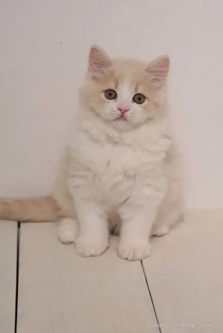ID:2103-02148の子猫