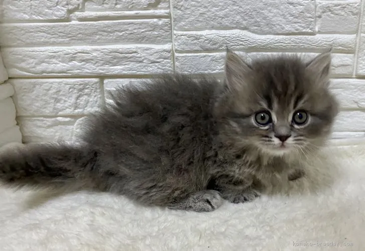 ID：2002-00887の子猫