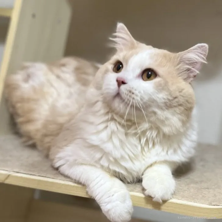 ID：2305-03806の子猫