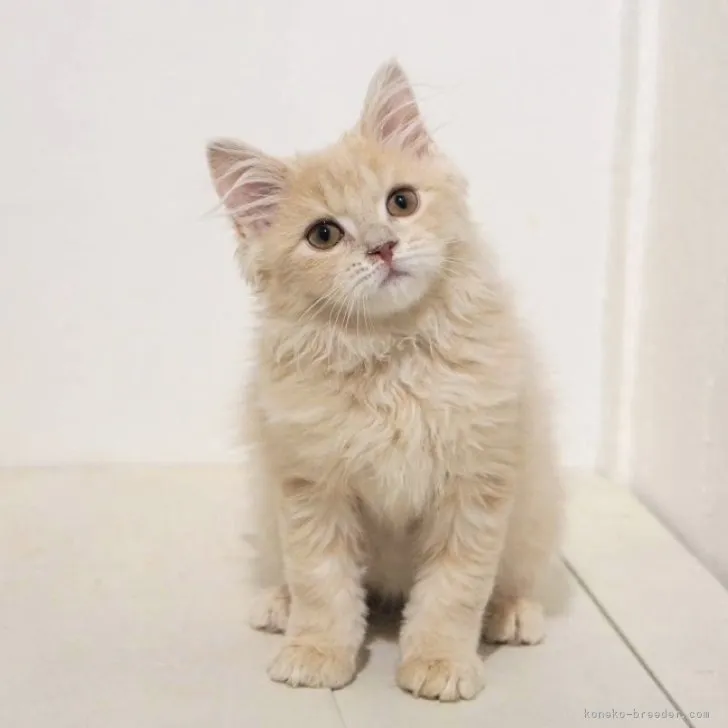 ID:2304-02571の子猫