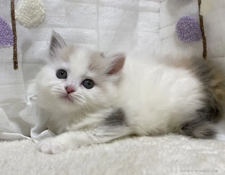 ID:2009-00050の子猫