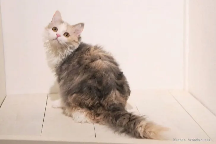 ID：2106-01323の子猫