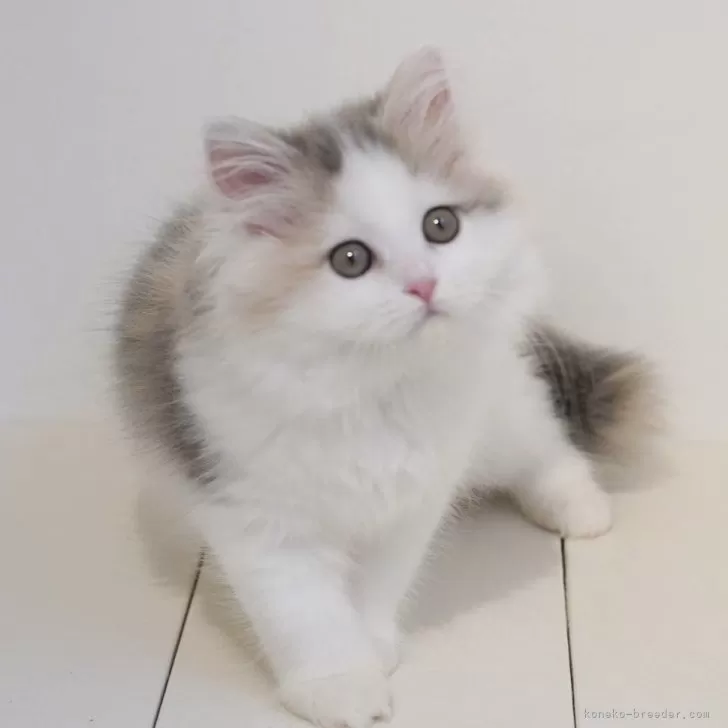 ID：2409-01947の子猫