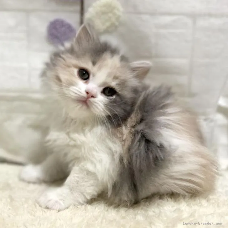 ID：2303-00215の子猫