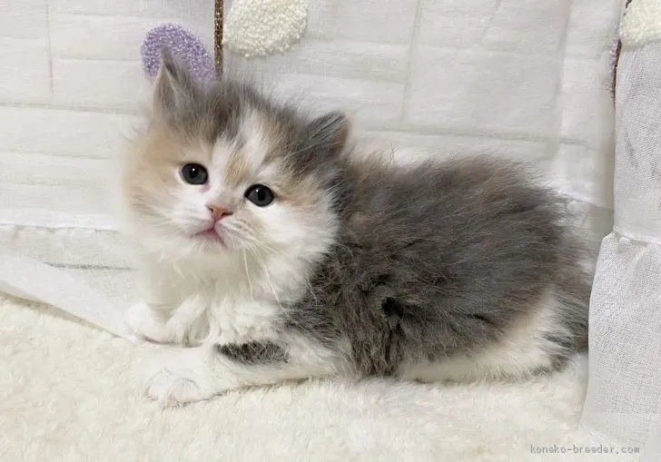ID:2012-01584の子猫