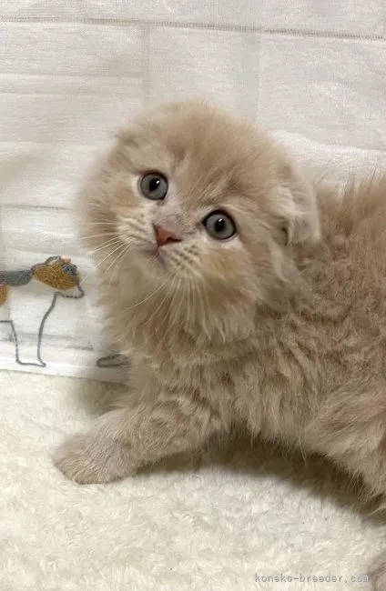 ID：2109-00624の子猫