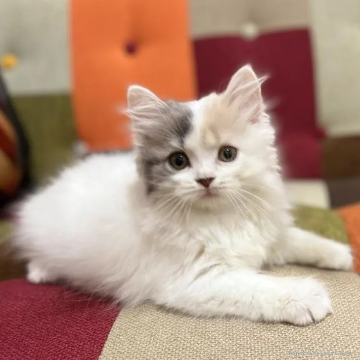 ID:2206-02624の子猫