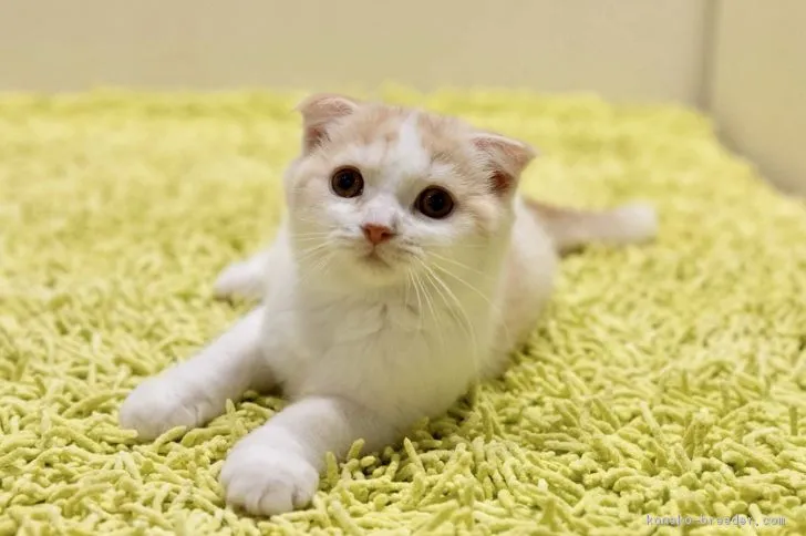 ID:1807-01073の子猫