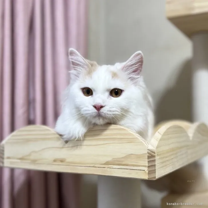 ID:2304-02019の子猫