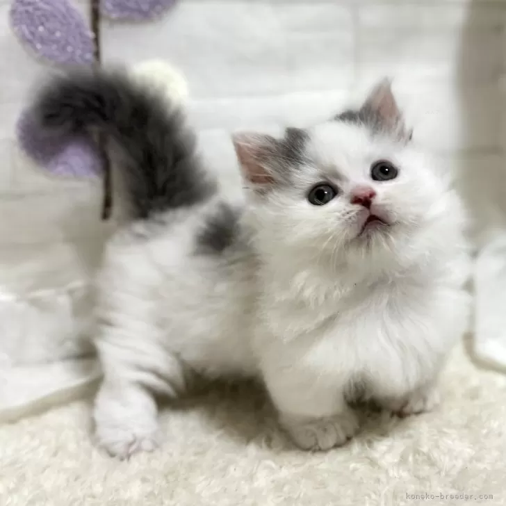 ID:2408-02721の子猫