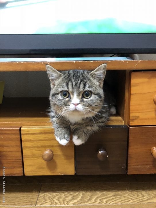 ID:1801-01112の子猫