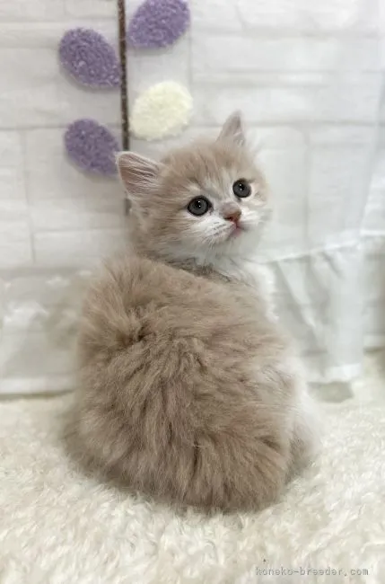 ID:2205-00002の子猫