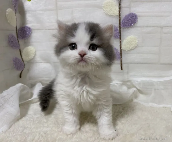 ID：2103-01393の子猫