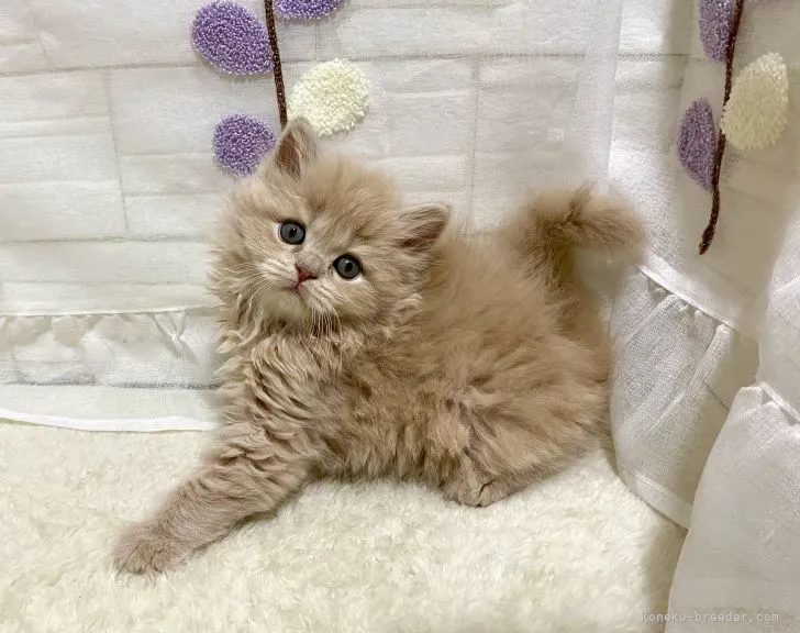 R.O 様のお迎えした子猫