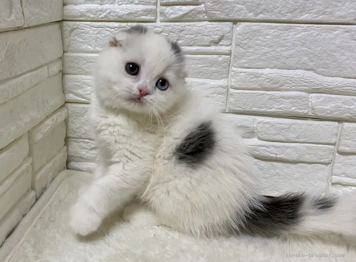 ID：2002-00494の子猫