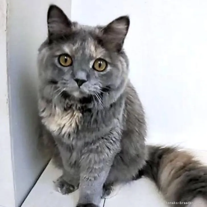 ID：2206-02623の子猫