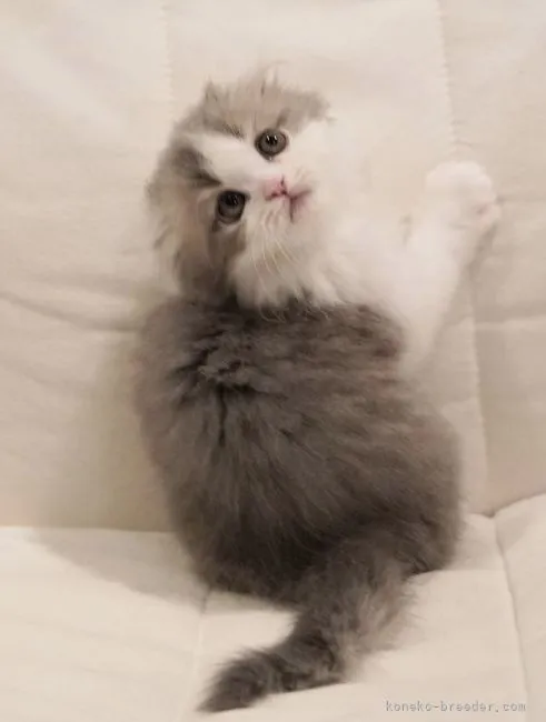 ID：2205-02754の子猫