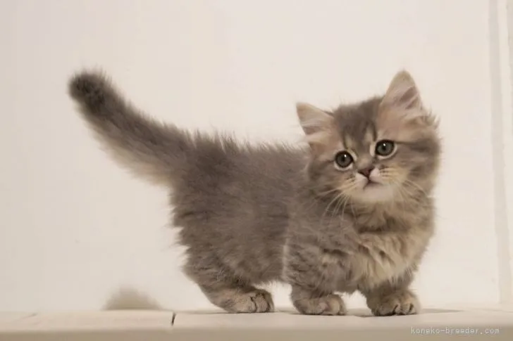 ID：2104-02557の子猫