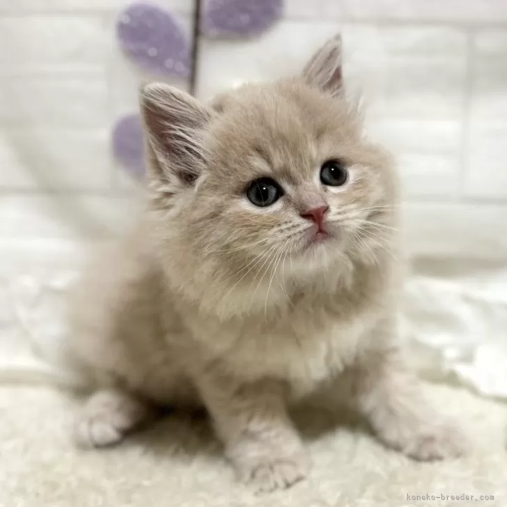 ID：2408-02717の子猫