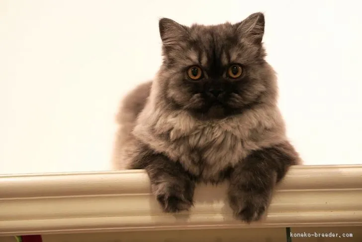 ID：1807-01074の子猫