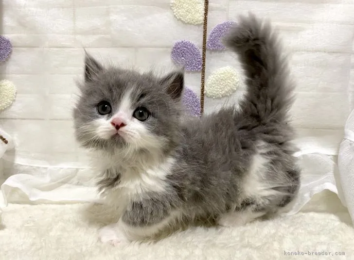 ID：2106-01630の子猫