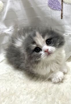 スコティッシュフォールド(折れ耳)【埼玉県・女の子・2021年11月22日・ダイリュートキャリコ（セミロング）】の写真「可愛さ満載✩.*˚」