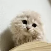 スコティッシュフォールド(折れ耳)【埼玉県・女の子・2023年10月28日・クリームタビー】の写真1