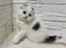 スコティッシュフォールド(折れ耳)【埼玉県・男の子・2019年12月28日・ブルー&ホワイト】の写真1