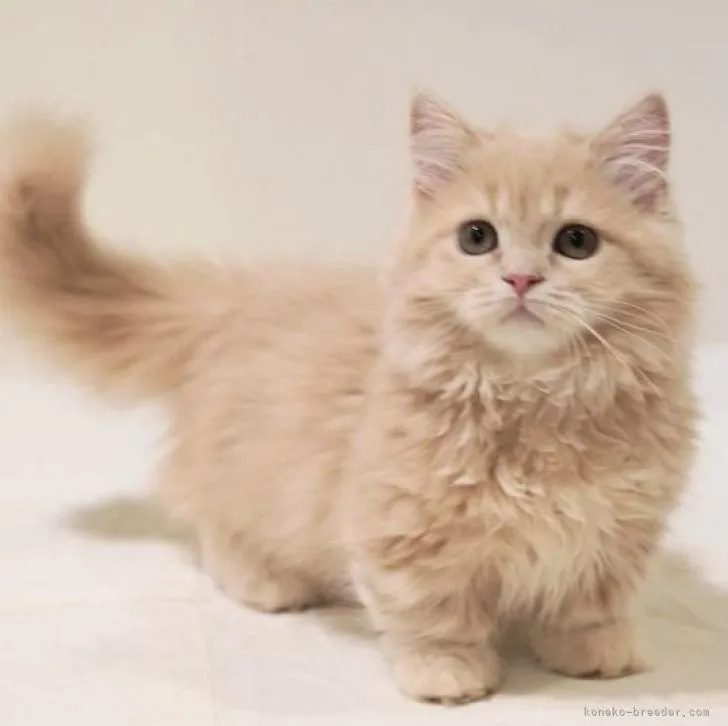 ID:2205-01114の子猫