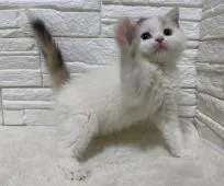 マンチカン(長足)【埼玉県・女の子・2019年12月25日・ダイリュートキャリコ】の写真2