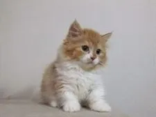 マンチカン【埼玉県・男の子・2017年6月28日・レッドタビー&ホワイト】の写真2