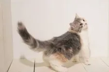 マンチカン(長足)【埼玉県・女の子・2021年11月4日・ダイリュートキャリコ】の写真3