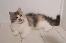 マンチカン(長足)【埼玉県・女の子・2021年11月4日・ダイリュートキャリコ】の写真4