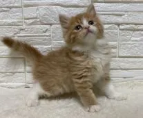 ミヌエット【埼玉県・男の子・2020年1月25日・レッドタビー&ホワイト】の写真5