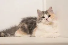 マンチカン(長足)【埼玉県・女の子・2021年11月4日・ダイリュートキャリコ】の写真5