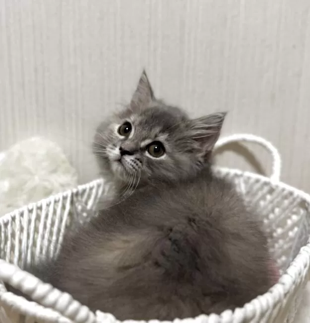 2004 KITTY&MIMMY ミミィ 根付 根付け 足長 脚長 合*3様 ハローキティ 根付 KITTY&MIMMY ミミィ根付 脚長 最低