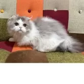 スコティッシュフォールド(折れ耳)【埼玉県・男の子・2024年12月24日・ブルータビー&ホワイト】の写真15