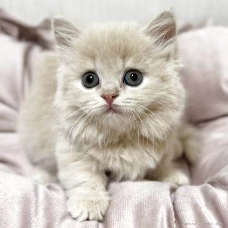 ID：2509-01530の子猫