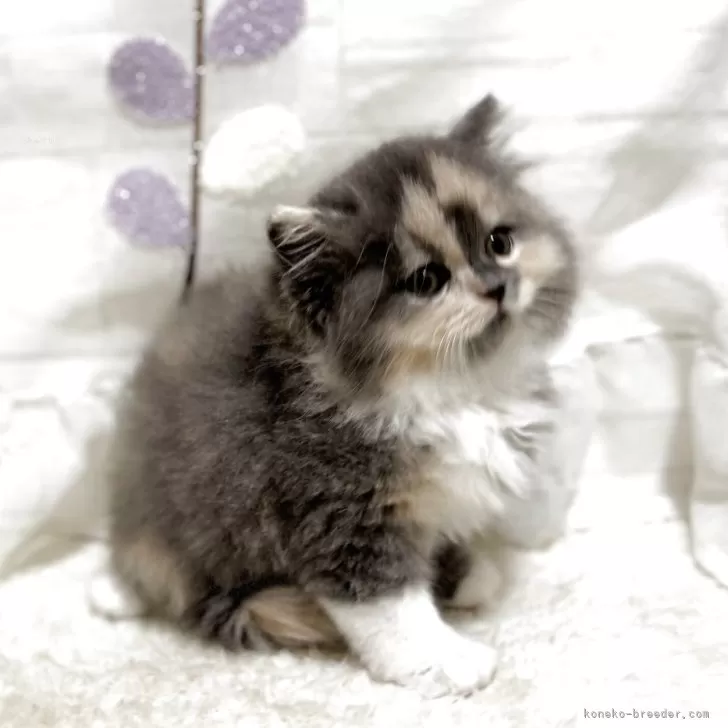 ID:2505-00357の子猫