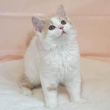ミヌエット(長足)【埼玉県・男の子・2025年4月17日・クリームタビー&ホワイト（セミロング）】の写真「遊ぶの大好き元気君🌟」