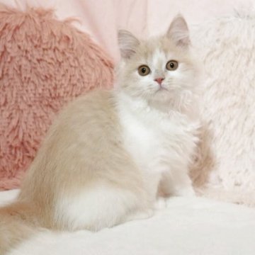 ミヌエット(長足)【埼玉県・女の子・2025年8月1日・クリームタビー&ホワイト（セミロング）】の写真「可愛い女の子🩷足長ちゃん」