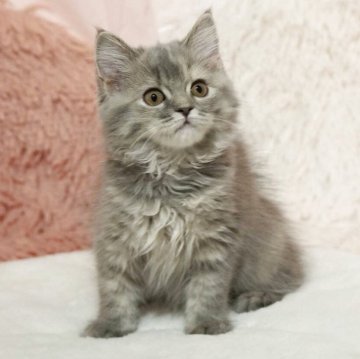 ミヌエット(長足)【埼玉県・女の子・2025年8月1日・ブルートーティ（セミロング）】の写真「可愛い女の子🌟足長ちゃん」