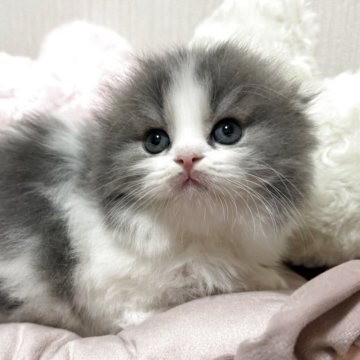 スコティッシュフォールド(折れ耳)【埼玉県・男の子・2025年10月2日・ブルータビー&ホワイト（ロング）】の写真「可愛い男の子︎🌟」
