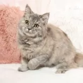 ミヌエット(長足)