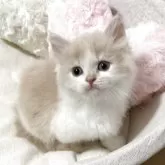 ミヌエット(長足)