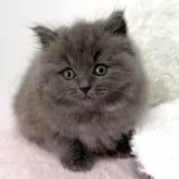 ミヌエット(長足)